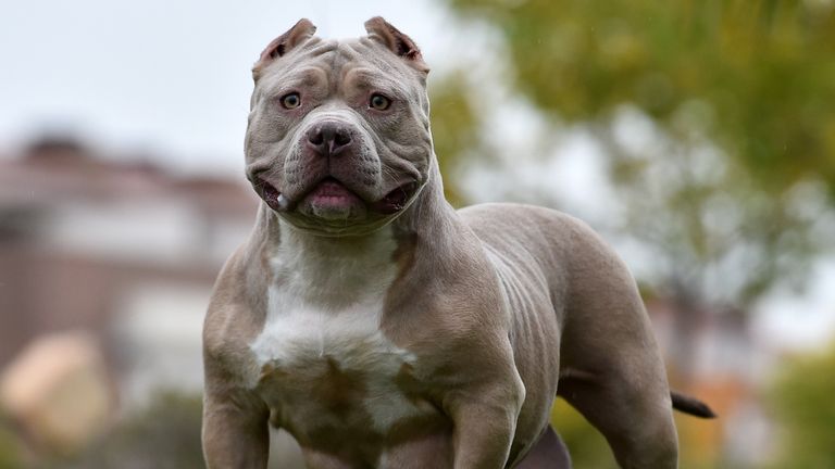 UK Prime Minister Rishi Sunak announces ban on American XL bully dogs amid escalating safety concerns 
